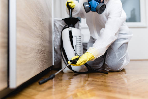 Best Flea Control Services  in Elko, NV