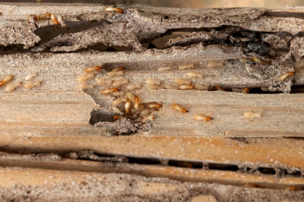 Best Termite Control Services  in Elko, NV